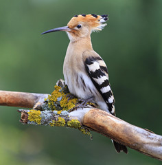 hoopoe bird of King Solomon