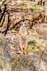 Suricate on guard and lookout duty on a rock
