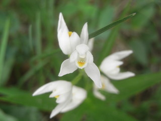 Weisses Waldv&ouml;gelein - Cephalanthera damasonium