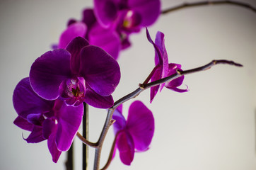 Lilac flower of orchid