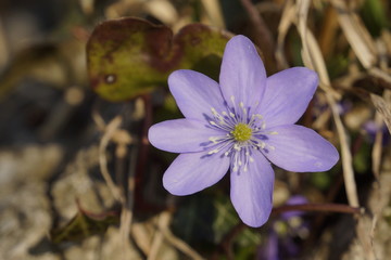Leberbl&uuml;mchen - Anemone hepatica: Fr&uuml;hlingsboten