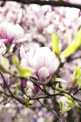 blühender Magnolienbaum im Frühling