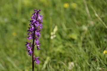 Lila Orchidee, Feuchtwiese und Moorlandschaft