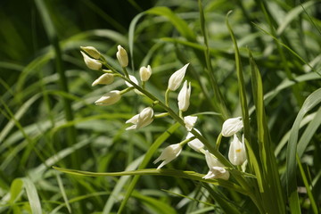 Weisses Waldvögelein - Cephalanthera damasonium