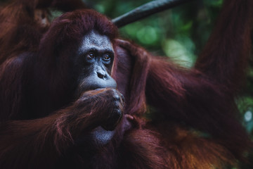 Close up of an orangutan © Filipe Lopes