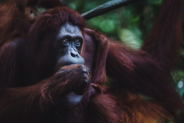 Close up of an orangutan