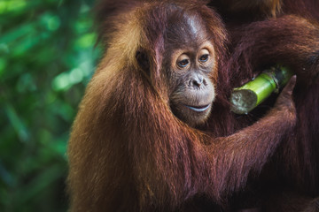 Close up of a young orangutan eating