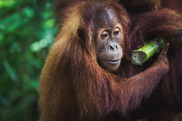 Close up of a young orangutan eating © Filipe Lopes