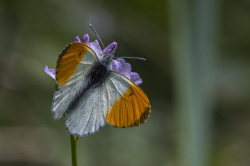 Aurorafalter (Anthochraris cardamines)