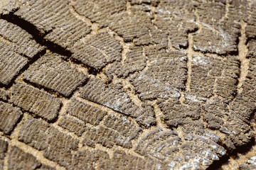 Abstract background of the structure of a cut tree