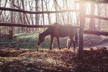 Horse walks in corral