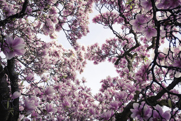 blühender Magnolienbaum im Frühling