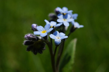 Vergissmeinnicht - Forget-me-not - Myosotis