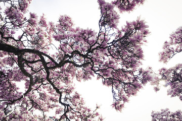 blühender Magnolienbaum im Frühling