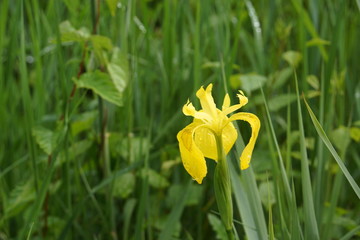 Sumpf-Schwertlilie, gelbe Iris - Iris pseudacorus