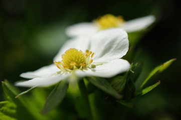 Obraz premium Walderdbeerenblüte