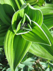 Obraz premium Germer - Veratrum album - Aufsicht