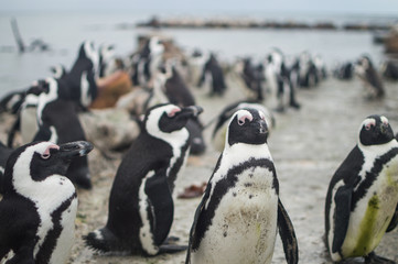 Penguin Colony in Hermanus, Garden Route, Western Cape, South Africa