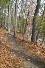Fototapeta premium rural trail in the woods near the lake with fallen leaves