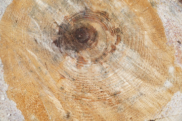 rough cross section of log