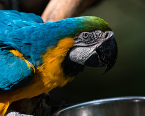 Blue Gold Macaw on Perch