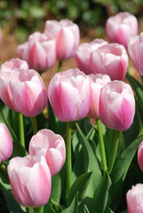 Fototapeta premium close up on tulip blooming in spring
