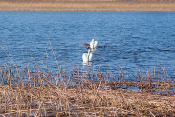 Para łabędzi niemych © winiar