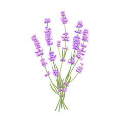 Vector lavender bouquet isolated for wedding design, birthday card or flower shop