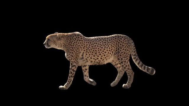 Cheetah slowly walking seamlessly looped on black screen, real shot, isolated on alpha channel premultiplied with black and white luminance matte, perfect for digital composition, cinema, 3d mapping