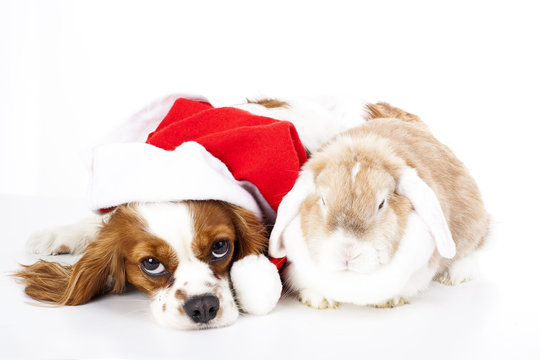 Christmas dog