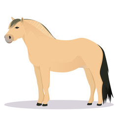 Fjord horse