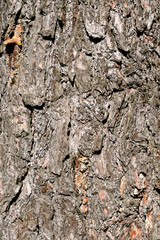 Bark tree background.