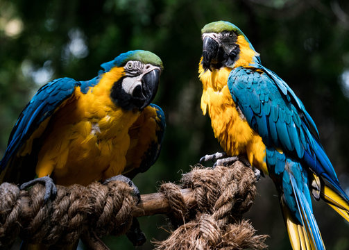 Blue Gold Macaw Pair on a Perch