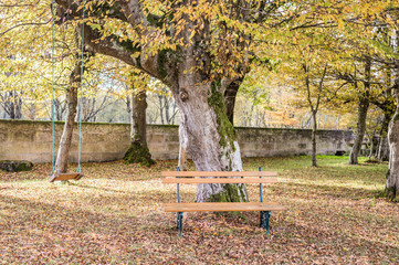 Wooden bench and swing in the autumn garden