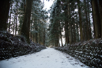  Avenue of cedars in Nikko