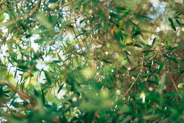 Fototapeta na wymiar Olive branch with leaves close-up. Olive groves and gardens in Montenegro.