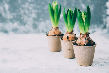 gardening tools, plants and ca