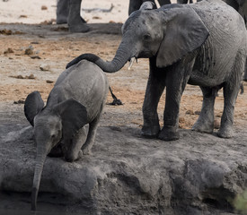 Baby elephant,  loxodonta africana, drinking from water hole and held by older elephant
