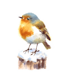 Watercolor Bird Robin Hand Drawn Winter Illustration isolated on white background - 144138117