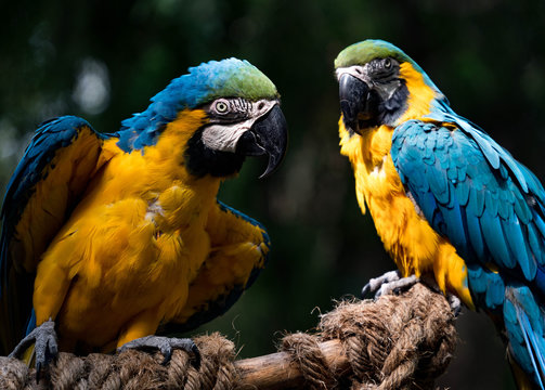 Blue and Gold Macaw Pair Visit while on a Perch
