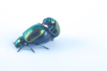 Mint leaf beetles, copulating, green metallic color (Chrysolina herbacea) in the family of...