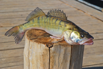 Caught on a spinning perch lies on a wooden stump
