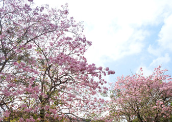 Pantip pink flowers.pink flower bloom on the tree.tabebuya flower.