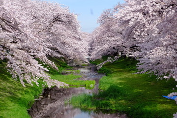 根川緑道の桜