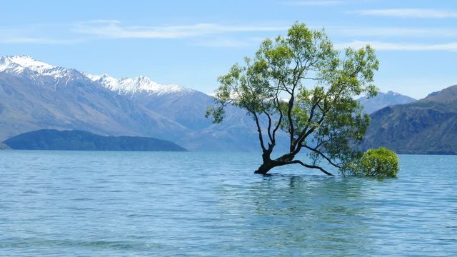 The Famous Wanaka Tree on the South Island of New Zealand.