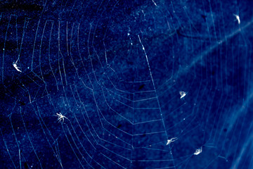Spider's cobweb with flies in dark blue background