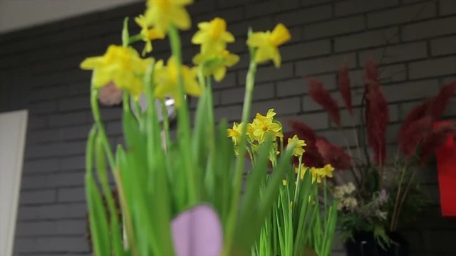 Cozy interior decoration designed concept with luxurious natural flowers - fresh daffodils, natural narcissus, jonquil dolly slider cam