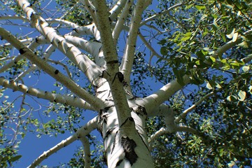 Aspen Wide