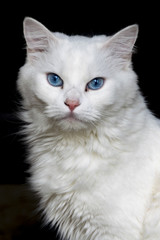 White Cat Close-Up