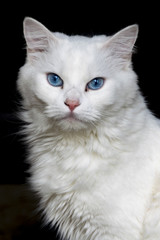 Fototapeta premium White Cat Close-Up